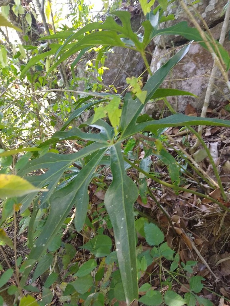 Anthurium podophyllum photo 6