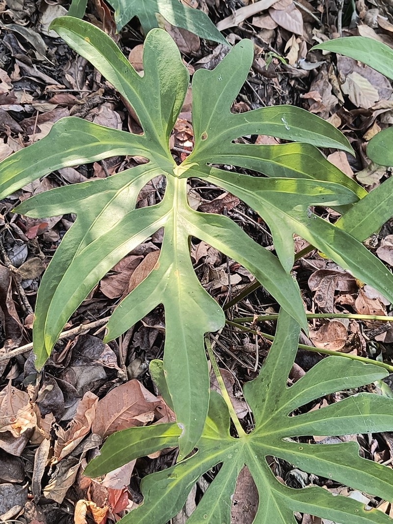 Anthurium podophyllum photo 7