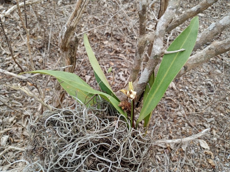 Anthurium pohlianum photo 5