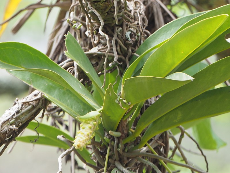 Anthurium pohlianum photo 6