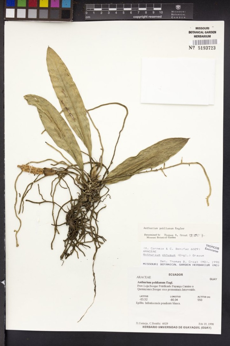 Anthurium pohlianum photo 8