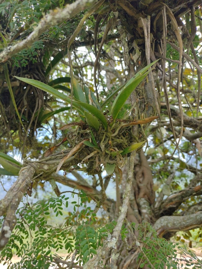 Anthurium pohlianum