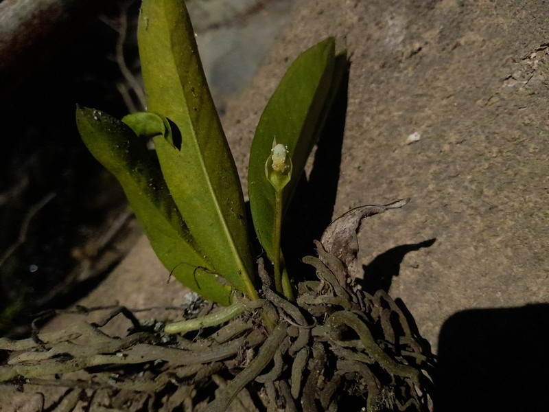 Anthurium pohlianum photo 2