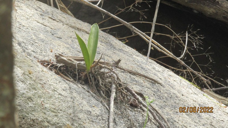 Anthurium pohlianum photo 3