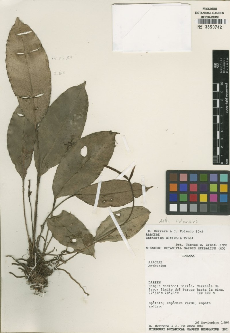 Anthurium polancoi