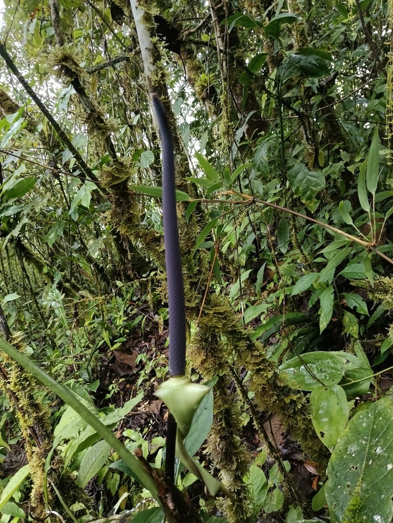 Anthurium polydactylum