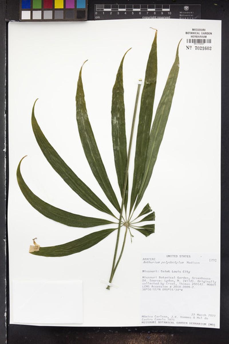 Anthurium polydactylum photo 2