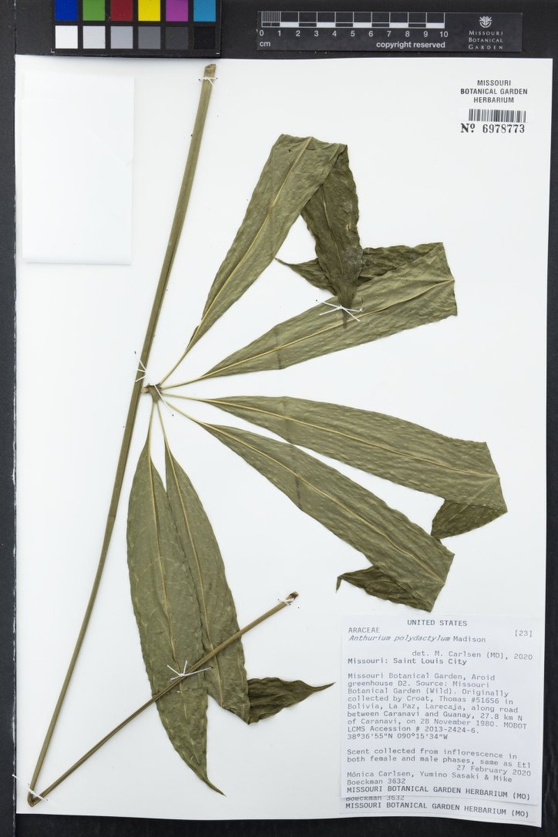 Anthurium polydactylum photo 3