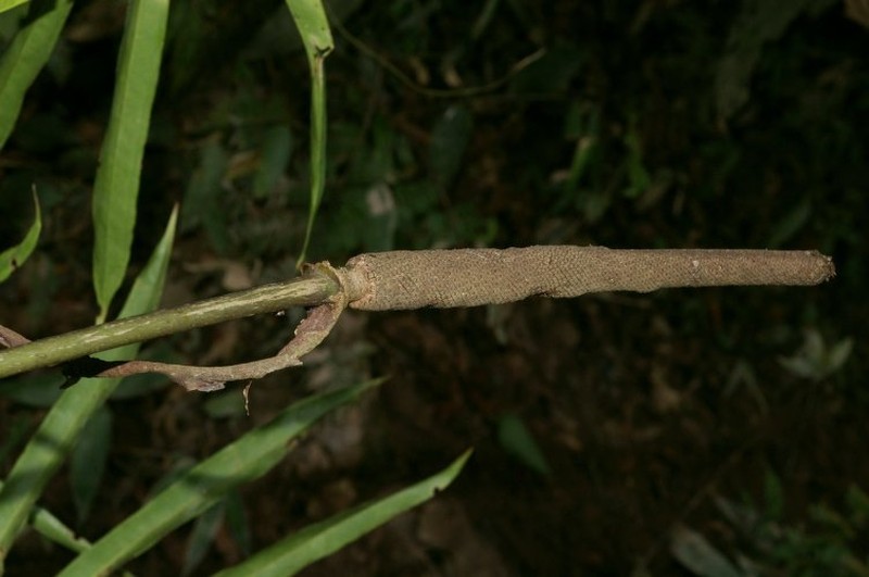 Anthurium polydactylum photo 4