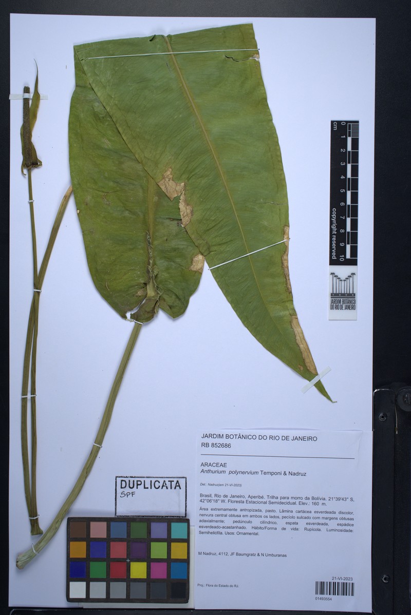 Anthurium polynervium photo 2
