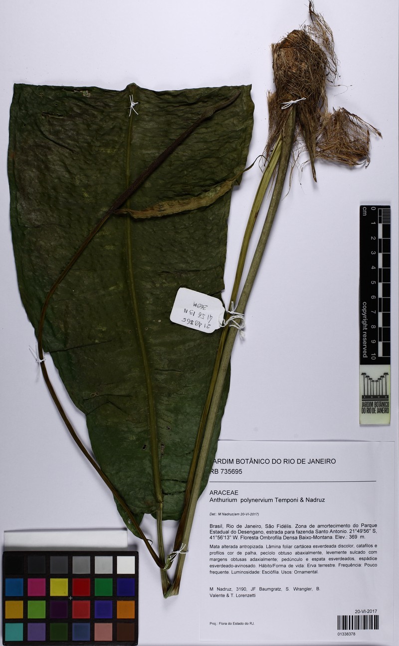 Anthurium polynervium photo 3