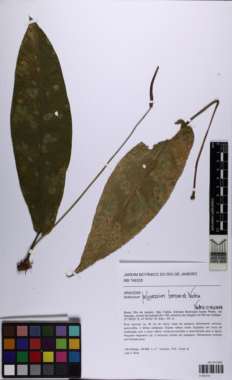 Anthurium polynervium photo 4