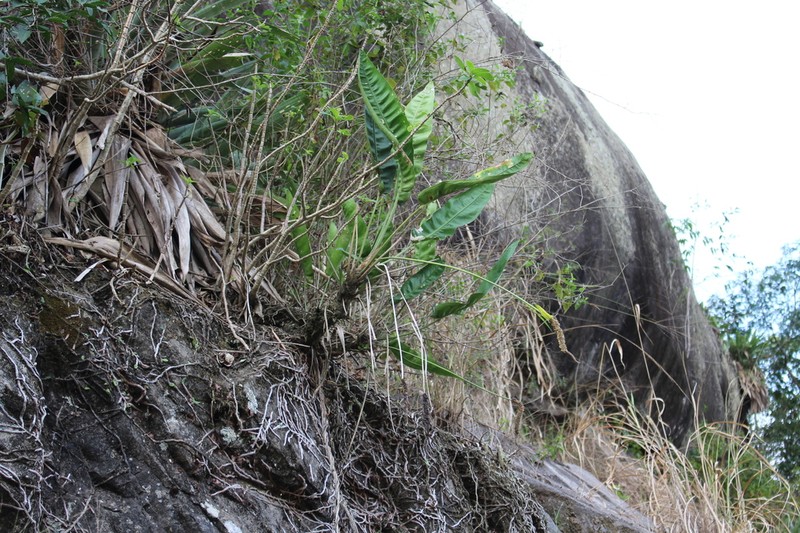 Anthurium polynervium
