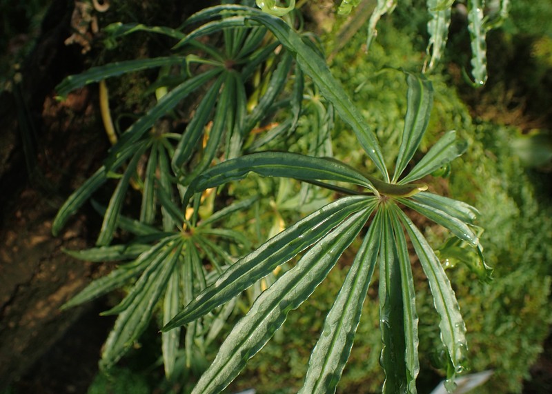 Anthurium polyschistum