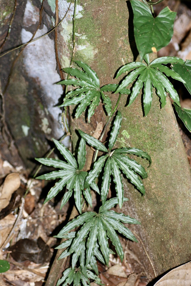 Anthurium polyschistum photo 2