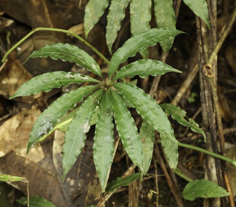 Anthurium polyschistum photo 4