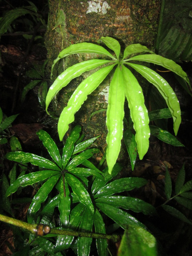 Anthurium polyschistum photo 6