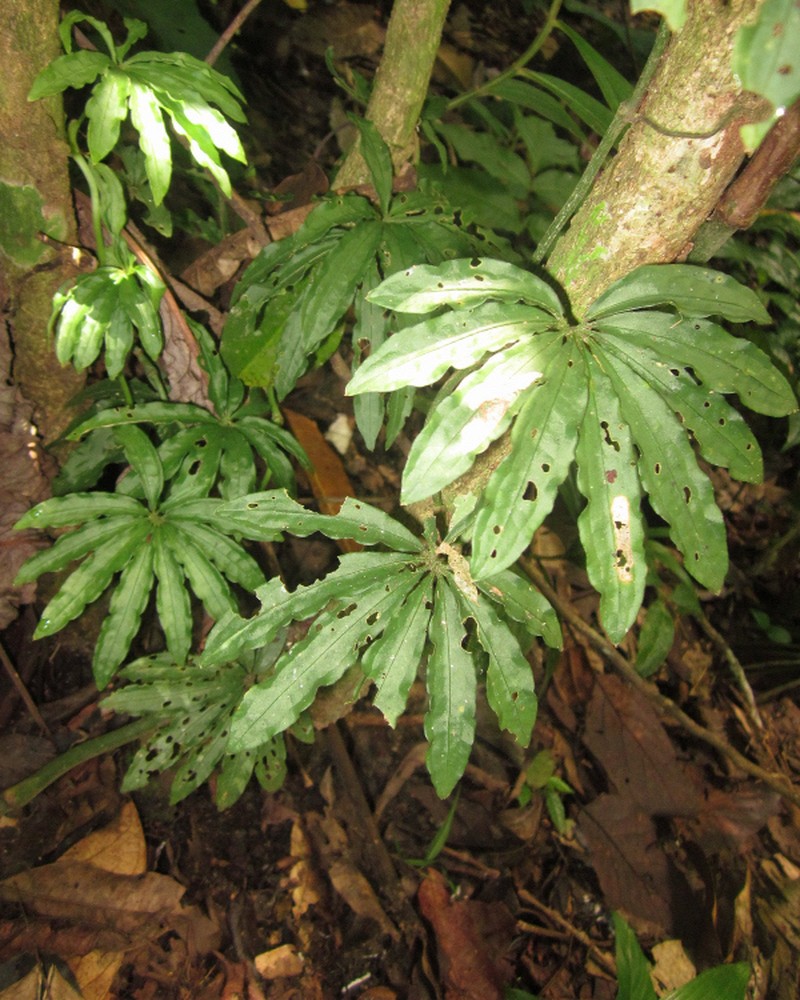 Anthurium polyschistum photo 7