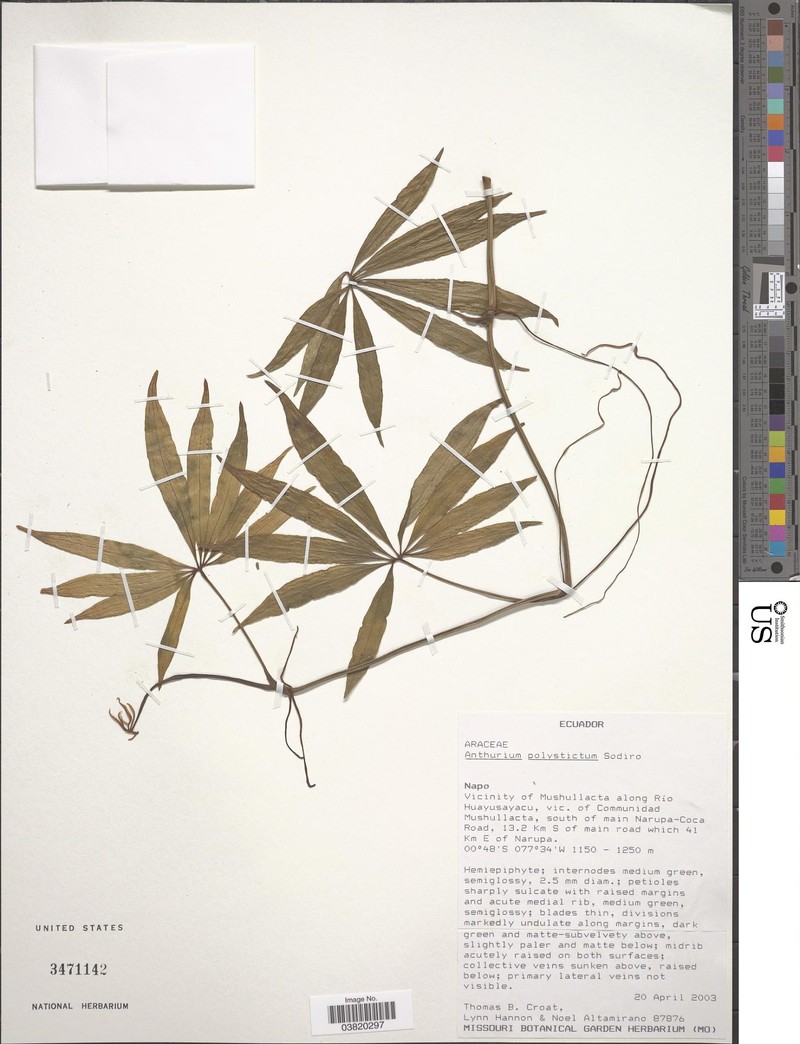 Anthurium polystictum