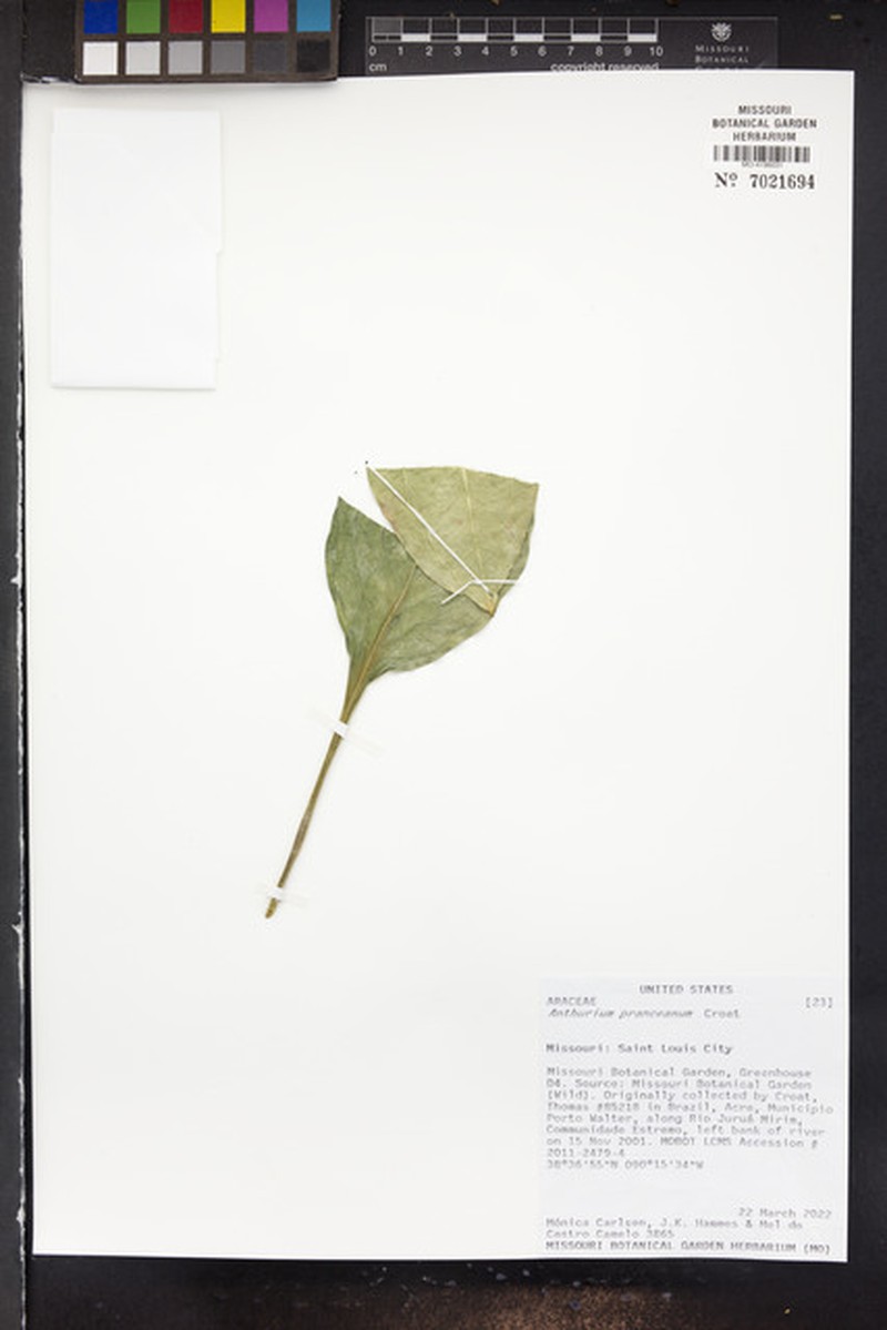 Anthurium pranceanum