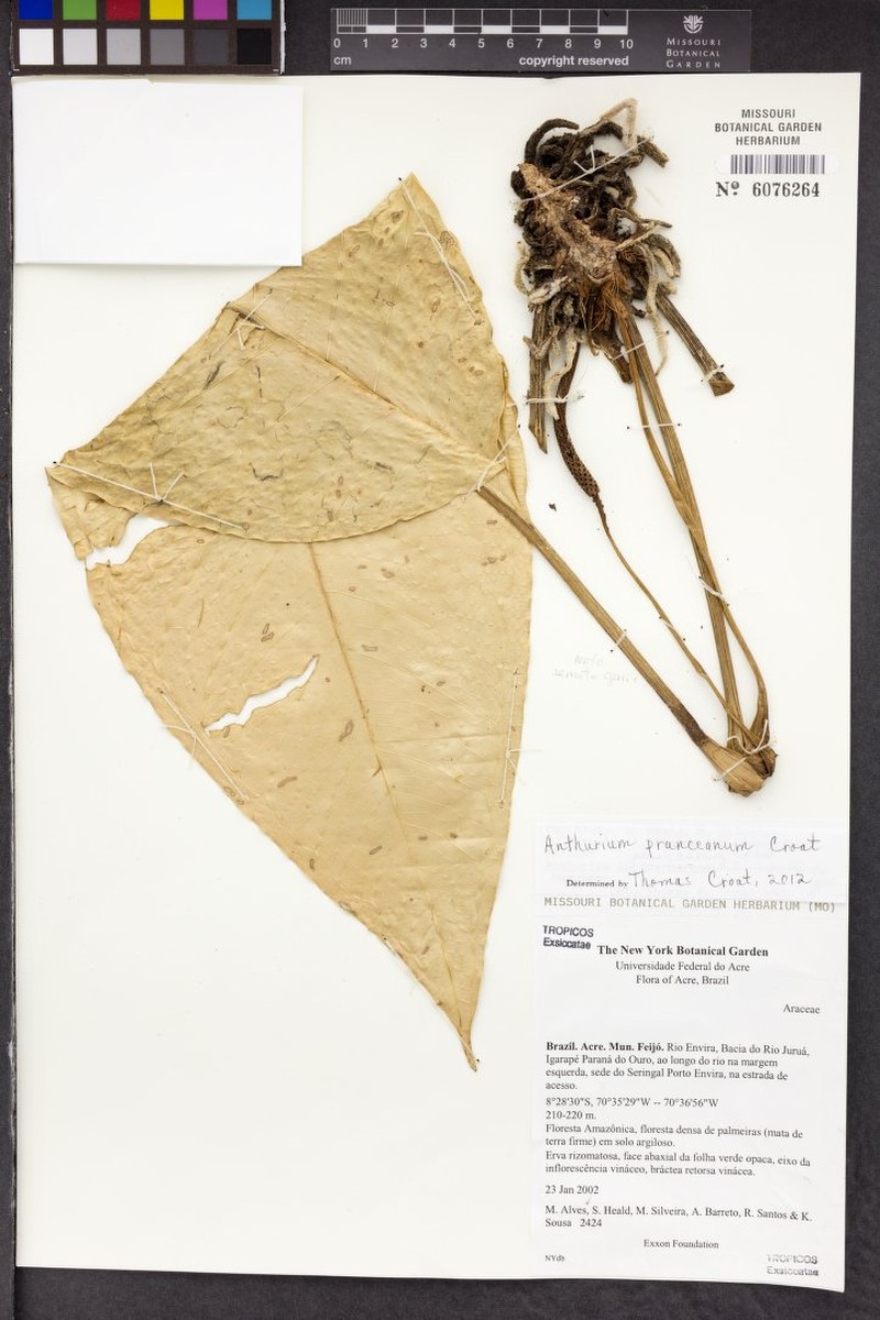 Anthurium pranceanum photo 2
