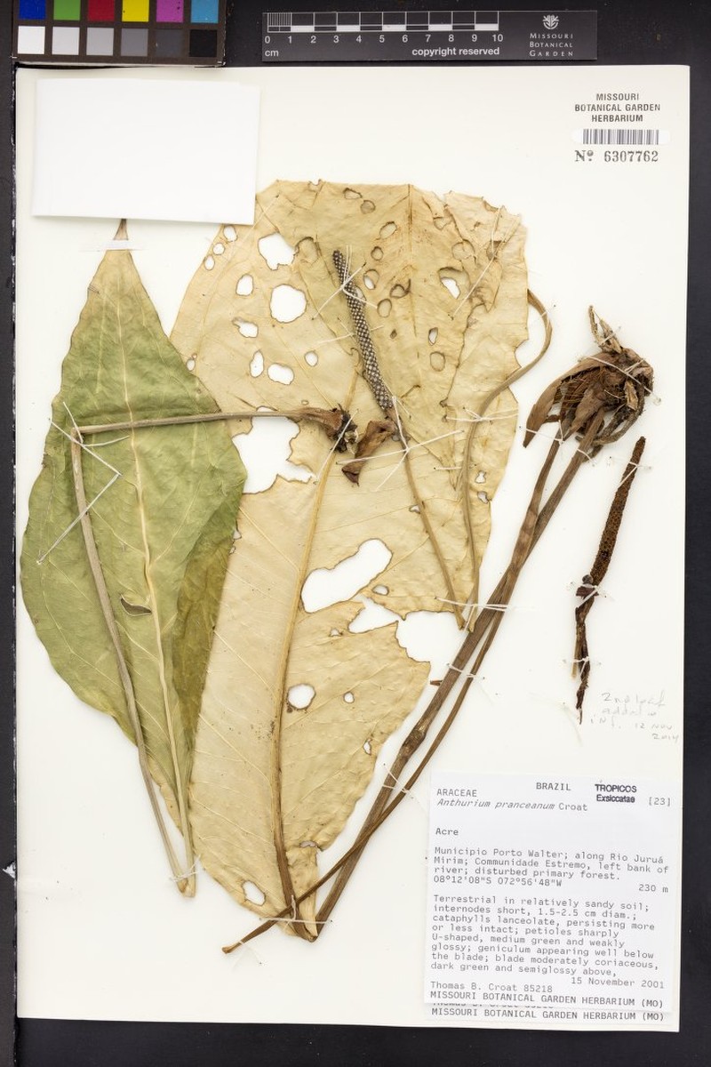 Anthurium pranceanum photo 3
