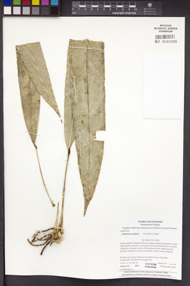 Anthurium prolatum photo 8