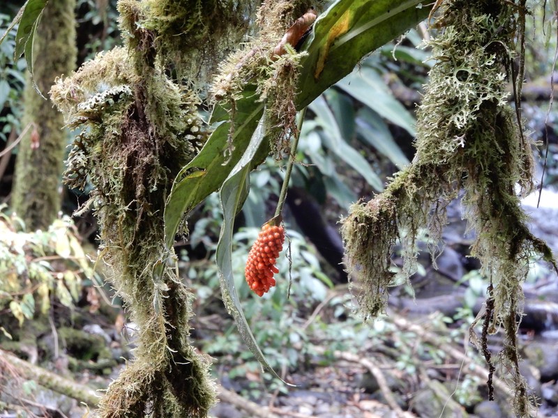 Anthurium prolatum photo 2