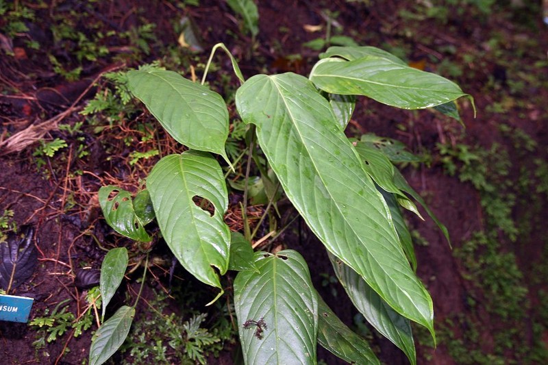Anthurium protensum