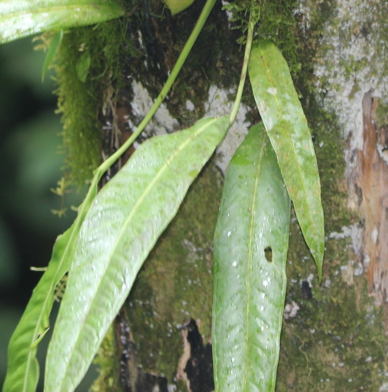 Anthurium protensum photo 2