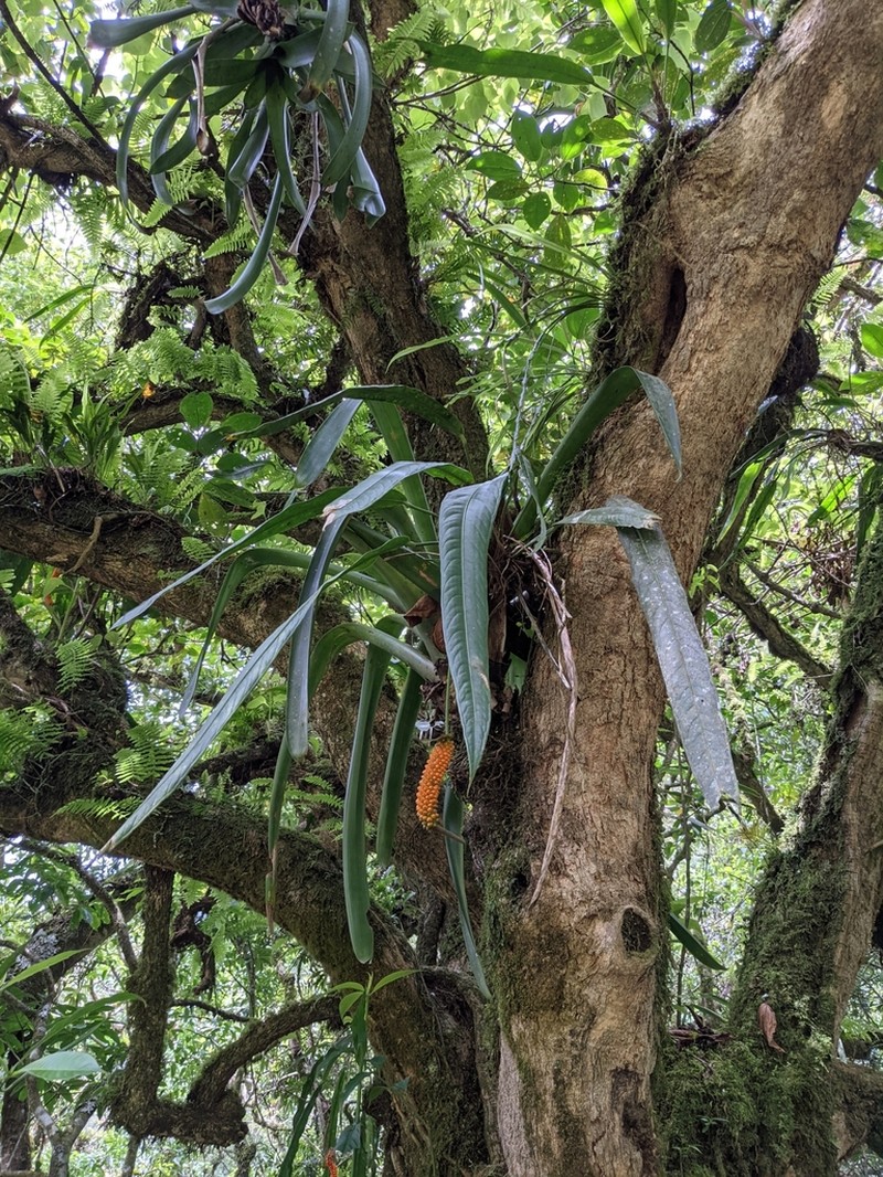 Anthurium protensum photo 3