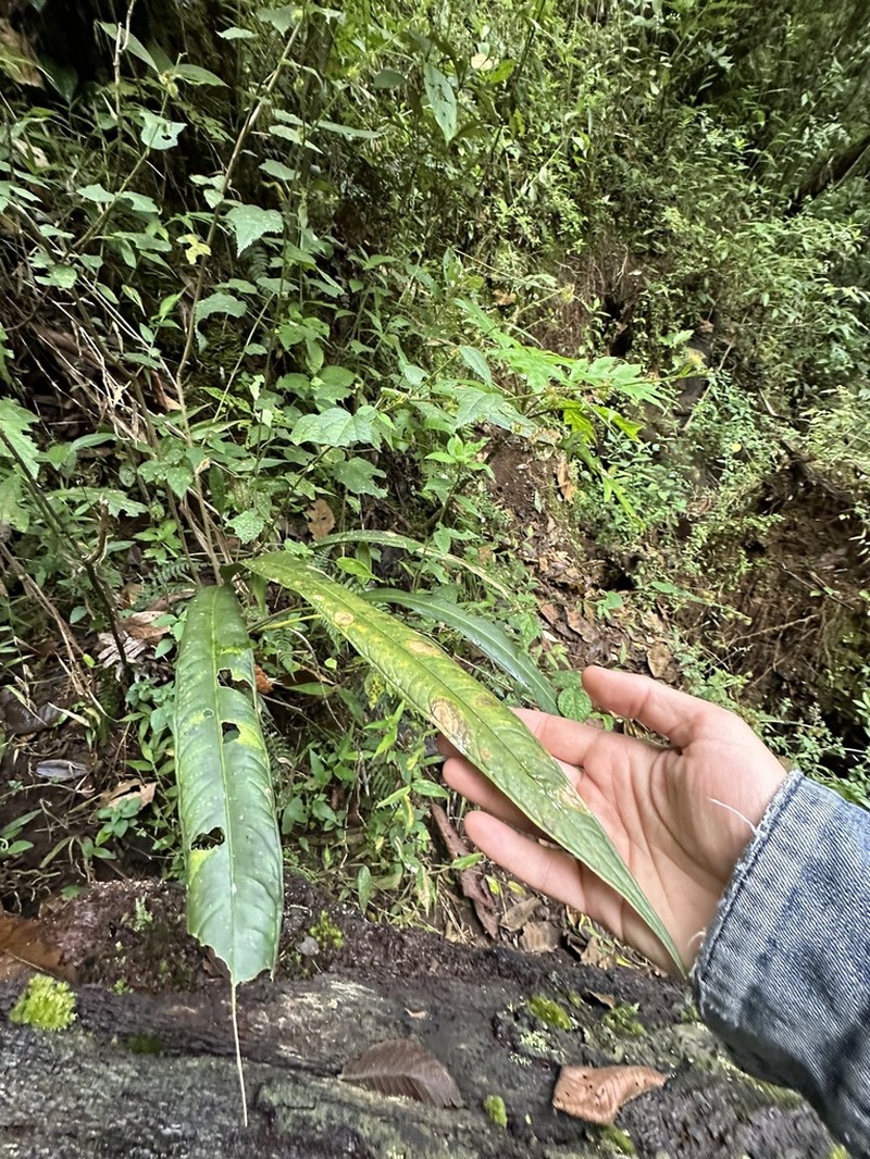 Anthurium protensum photo 4