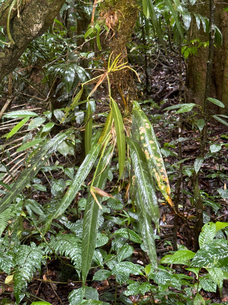 Anthurium protensum photo 5