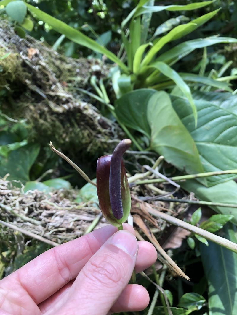 Anthurium protensum photo 6