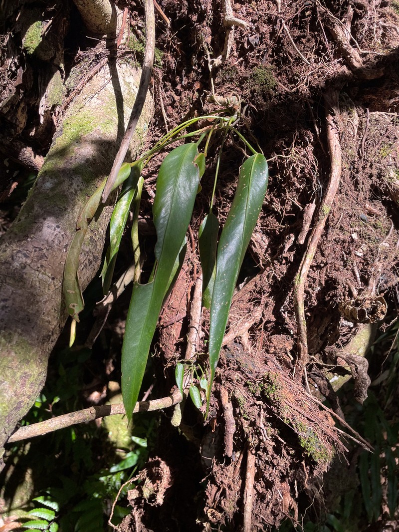 Anthurium protensum photo 7