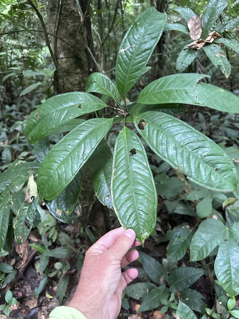 Anthurium pseudoclavigerum photo 3