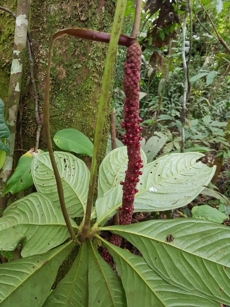 Anthurium pseudoclavigerum photo 4