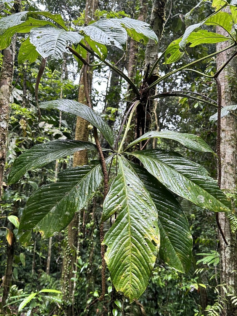 Anthurium pseudoclavigerum photo 5