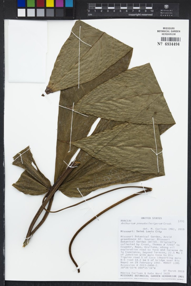 Anthurium pseudoclavigerum photo 6