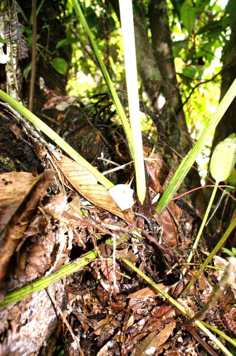 Anthurium pseudoclavigerum photo 7