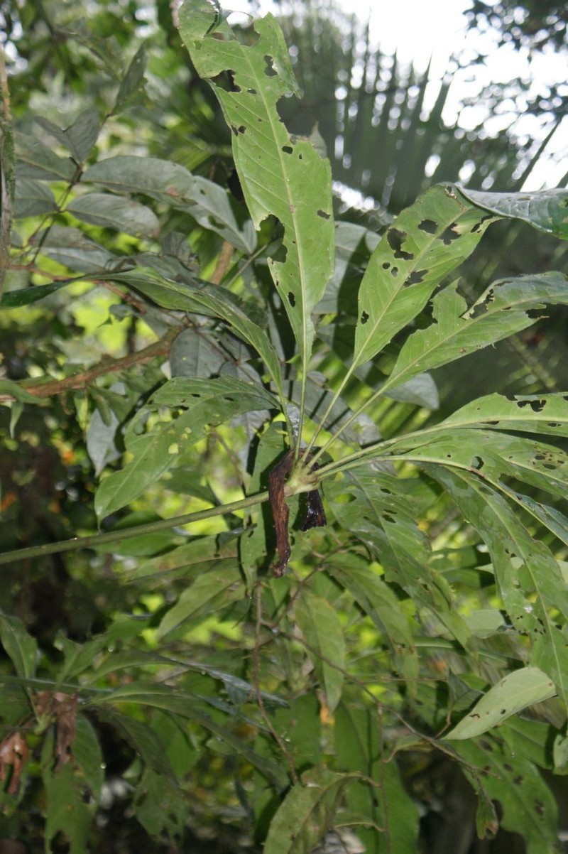 Anthurium pseudoclavigerum photo 8