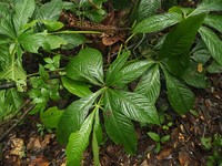 Anthurium pseudoclavigerum