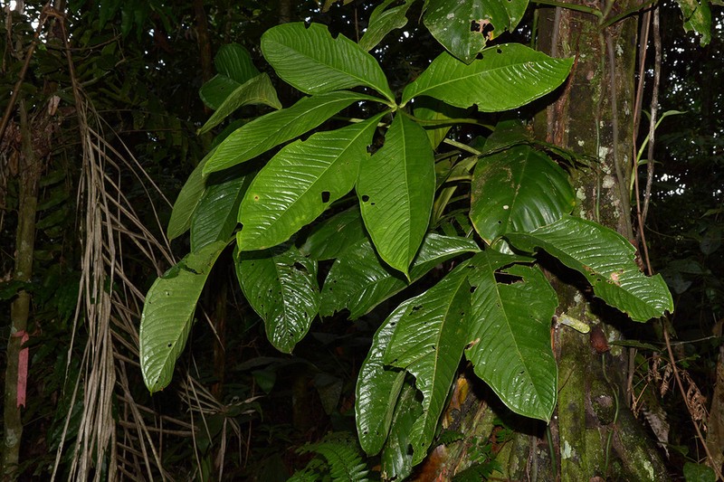 Anthurium pseudoclavigerum photo 2
