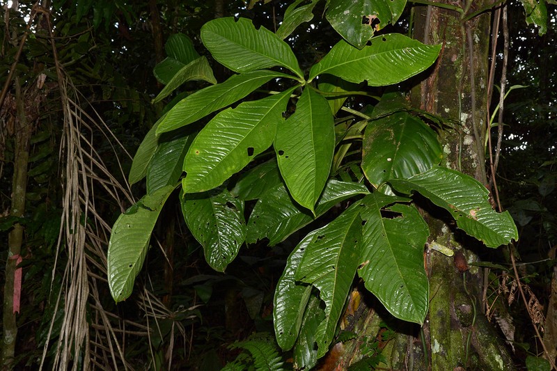 Anthurium pseudoclavigerum photo 3