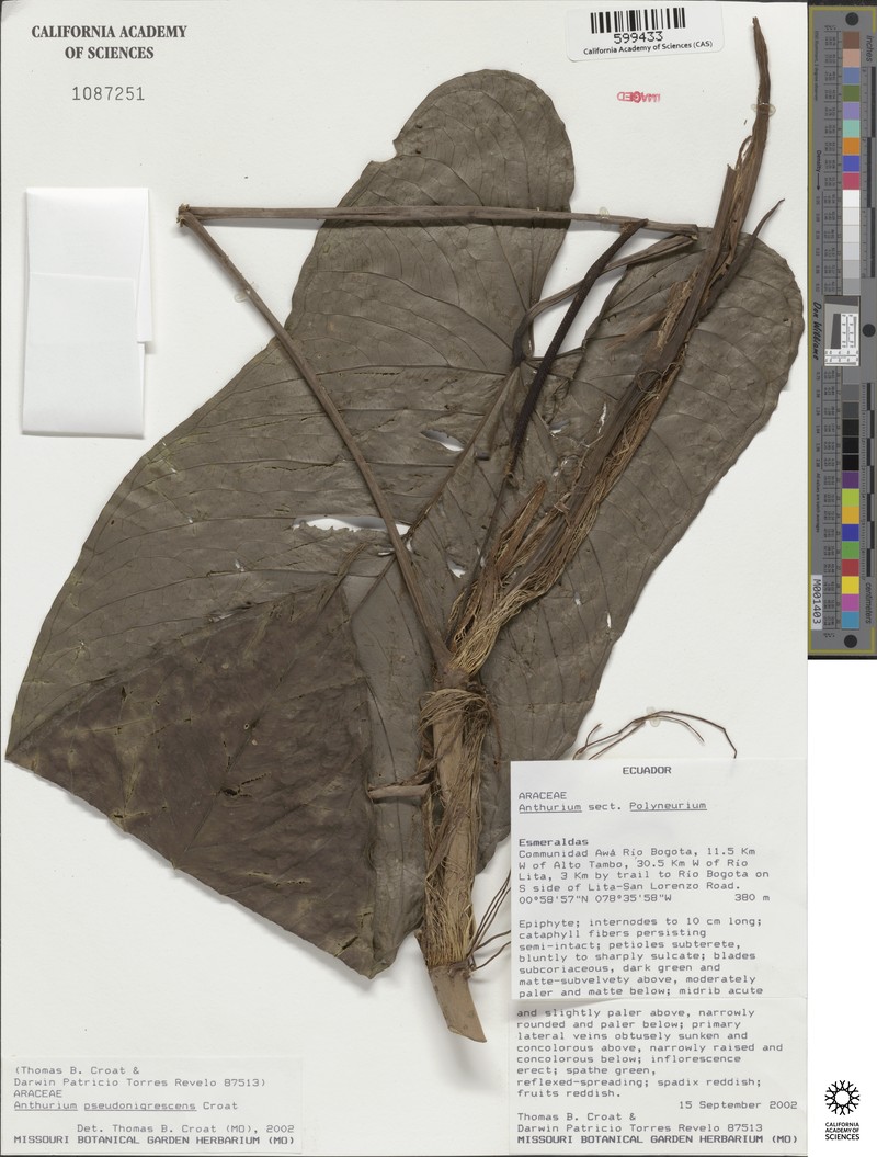 Anthurium pseudonigrescens