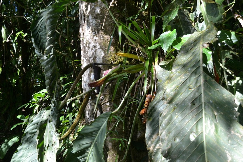 Anthurium pseudospectabile photo 4