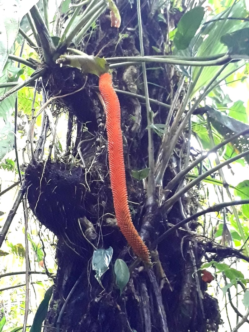 Anthurium pseudospectabile photo 5