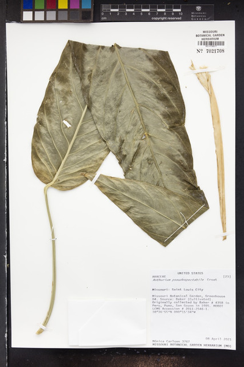 Anthurium pseudospectabile photo 8