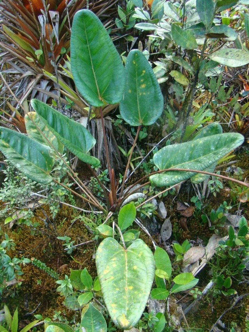 Anthurium ptarianum photo 4
