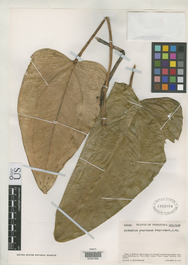 Anthurium ptarianum